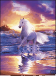 pic for beach horse 240X320